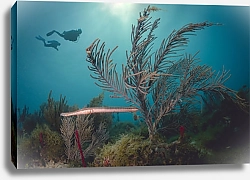Постер Два дайвера под водой у Карибского Кораллового рифа