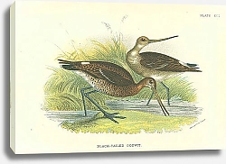Постер Black-Tailed Godwit 1