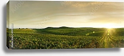 Постер Панорама с закатом и виноградниками