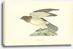 Постер Hen Harrier 5