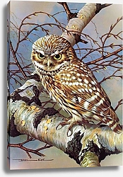 Постер British Birds - Little Owl