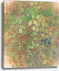Постер Бенингфилд Гордон (1936-98) Autumn hedgerow: Redcurrants and Blueberries, from source unknown