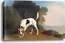Постер Стаббс Джордж Foxhound on the Scent, c.1760