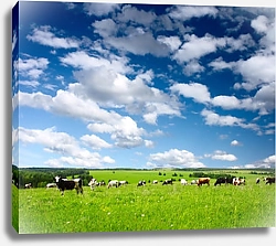 Постер Коровы на лугу