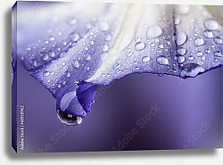 Постер Капля на фиолетовом лепестке