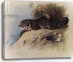 Постер Торнбурн Арчибальд (Бриджман) Wild Cat 1