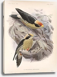 Постер Птицы J. G. Keulemans №66