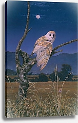 Постер Кук Симон Barn Owl 3