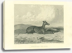 Постер Greyhound and Hare 1