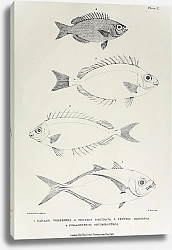 Постер Caranx vomerinus, Teuthis rostrata, Teuthis nebulosa, Pomacentrus obtusirostris
