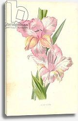 Постер Хулм Фредерик (бот) Gladiolus