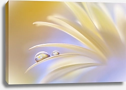 Постер Капля воды на лепестоке белого цветка