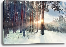 Постер Январский солнечный лес