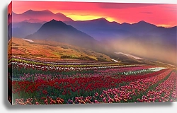 Постер Поле тюльпанов в горах