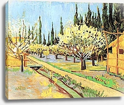 Постер Ван Гог Винсент (Vincent Van Gogh) Фруктовый сад в цвету в обрамлении кипарисов