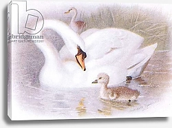 Постер Торнбурн Арчибальд (Бриджман) Mute Swan