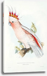 Постер Parrots by E.Lear  #2