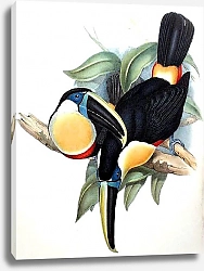Постер Osculant Toucan