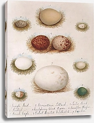 Постер Eggs of varios birds