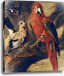 Постер Школа: Фламандская 17 в. Macaw and Bullfinch