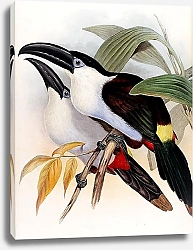 Постер Guianan toucanet