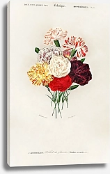 Постер Гвоздика (Dianthus caryophyllus)