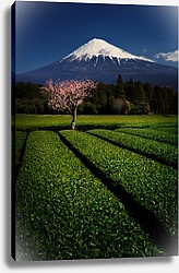 Постер Цветущая слива на чайной плантации на фоне горы Фудзи