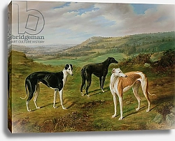 Постер Нортон Бенджамин Greyhounds 2