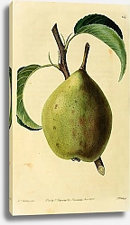 Постер Коричневая сливочная груша