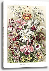 Постер Orchideae–Denusblumen