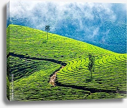 Постер Чайные плантации в Индии 3