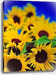 Постер Холландс Норман (совр) Sunflower relief, 1999