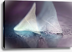 Постер Два белых прозрачных листа на стекле с блестящими каплями росы