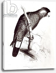 Постер Лир Эдвард Calyptorhynchus Baudinii, or Baudin's Cockatoo, 1832
