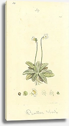 Постер Sowerby Ботаника №9 1