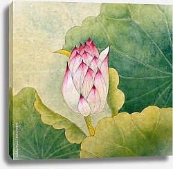 Постер Бутон розового лотоса