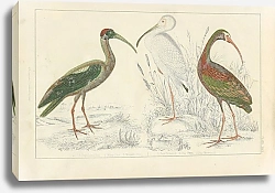 Постер Papillated Ibis, White Ibis, metallic Ibis