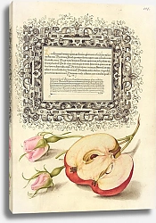 Постер Хофнагель Йорис French Rose and Apple