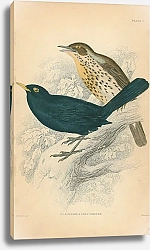 Постер Blackbird, song thrush