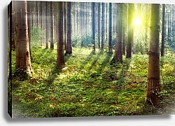 Постер Рассвет в лесу