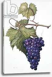 Постер Эден Маргарет (совр) Grapes, 1994