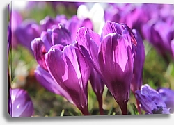 Постер Фиолетовые крокусы