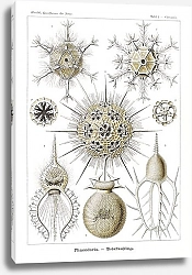 Постер Phaeodaria–Rohrstrahlinge