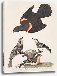 Постер Птицы Америки Уилсона 30