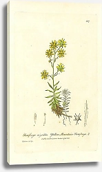 Постер Saxifraga aizoides. Yellow Mountain Saxifrage 1