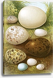 Постер Школа: Английская 20в. Eggs 14