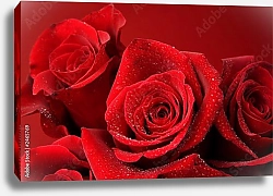 Постер Три красные розы с каплями воды