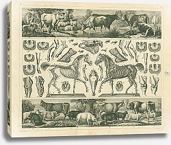 Постер Iconographic Encyclopedia: сельскохозяйственные животные