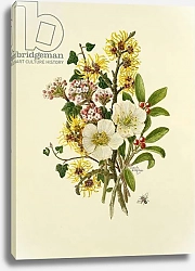 Постер Ходжсон Урсула (совр) Skimia Japonica, Hammemelus, Viburnum and Hellebore