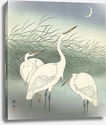 Постер Косон Охара Herons in shallow water